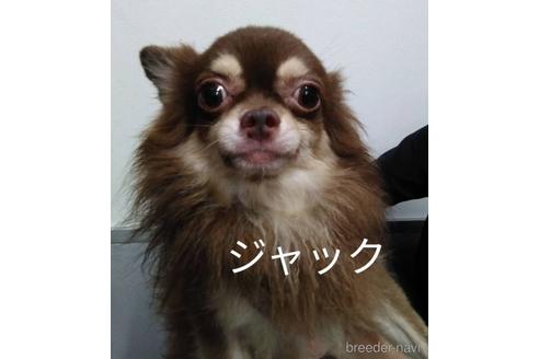 販売中のチワワ(ロングコート)の親犬